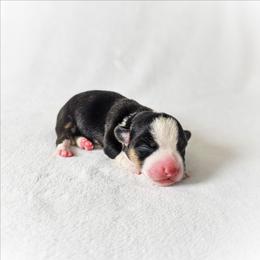 Storm Born Tri Female - Black and tan female American Corgi puppy in Taylorsville, North Carolina from America's Red White and Bluie Corgis