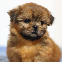 Mister ChiliPepper - Red male Shih Tzu puppy in Cartersville, Georgia from Autumn Breeze Shih Tzus and Friends