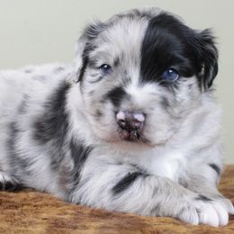 Goofy ASCA.ASDR - Blue merle male Australian Shepherd puppy in Stacy, Minnesota from Frantzick Farm Aussies
