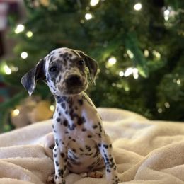 Zorri - White and black female Dalmatian puppy in Fort Cavasos, Texas from Mainstreet Dalmation