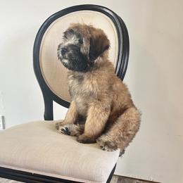 Soft Coated Wheaten Terrier Puppies from Warzalas wheatens