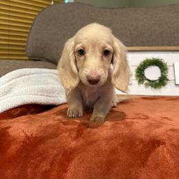 Oakley - Cream male Dachshund puppy in Stilwell, Oklahoma from B & K Dachshunds