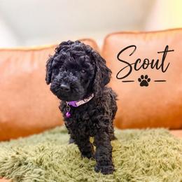 Scout - Black male Bernedoodle puppy in Fort Collins, Colorado from Front Range Family Doodles