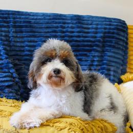 Jack - Cavapoo