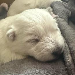 Star - White female West Highland White Terrier puppy in North Muskegon, Michigan from Bountiful Westies of West Michigan