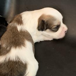 Havanese Puppies from Peace Love Havanese