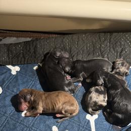 Girl 2 - female Dachshund puppy in Lubbock, Texas from Wagging Tails