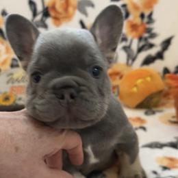 Luigi - Blue male French Bulldog puppy in Las Vegas, Nevada from Haus of Sin City Hunz