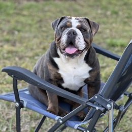 Rowan - Bulldog