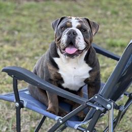 Rowan - Bulldog
