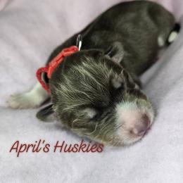 Red collar boy - Red and white male Siberian Husky puppy in Terre Haute, Indiana from April's Huskies