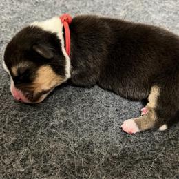 Red collar - Black and tan male American Corgi puppy in Omaha, Arkansas from DnD Corgis
