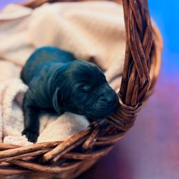 Maize - Black female Labrador Retriever puppy in Sweet Home, Oregon from Knotty Creek Labradors
