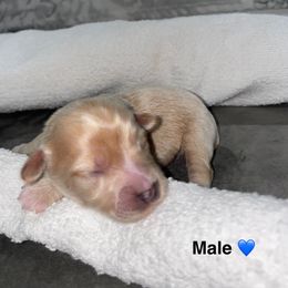 Bleu - Tan male Yorkshire Terrier puppy in Lynwood, Illinois from SaintNicksWay