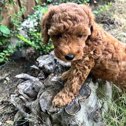 Eddy - Brown female Poodle puppy in Coppell, Texas from Chae’s Fam
