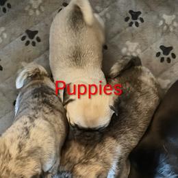 Pug puppies from Delta pug puppies