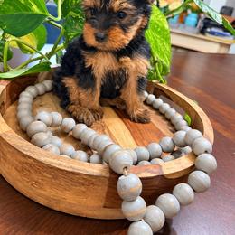 Sam - Black and tan male Yorkshire Terrier puppy in Lowell, Massachusetts from Katie’s Yorkies