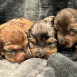 Dachshunds from Clayton Kennels
