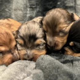 Dachshunds from Clayton Kennels