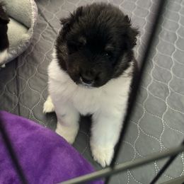 Collie and Companion Cross Puppies from Dreamdale Companions