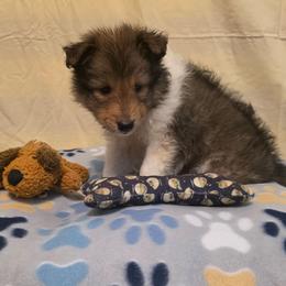 Teddy Bear - Sable and white male Shetland Sheepdog puppy in Altha, Florida from Hill Top Shelties