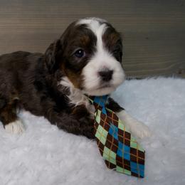 Jack - Merle male Bernedoodle puppy in Bowling Green, Ohio from Windy Creek Doodles