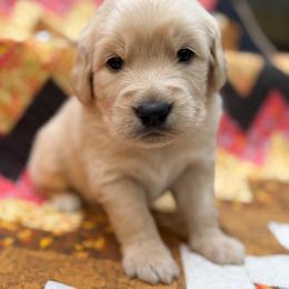 Holden - Golden male Golden Retriever puppy in Commerce, Georgia from Chirping Meadows Goldens