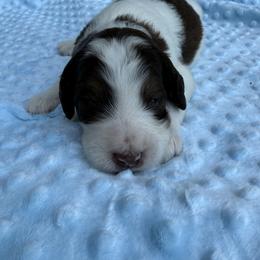 Bernedoodle Puppies from Bernedoodles of Kentucky