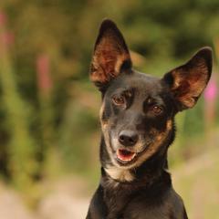 Xoloitzcuintli from Solstice Xolos