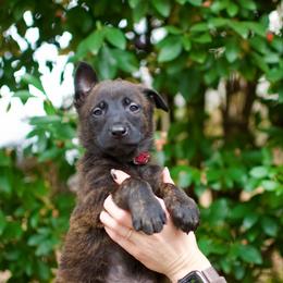Crimson - Black brindle male Dutch Shepherd puppy in Auburn, Georgia from Faberge Hollandse Herdershond