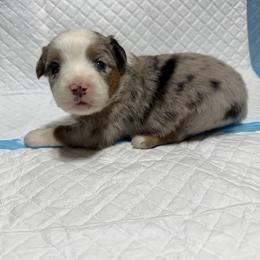 Girl 2 - Blue merle female Miniature Australian Shepherd puppy in Olean, New York from Windy River Mini Aussie