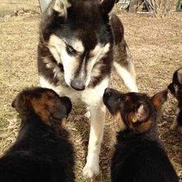 German Shepherd Puppies from Darkwing GSD