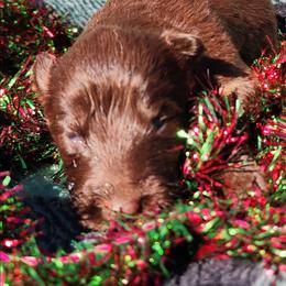 Cocoa - Liver female German Shepherd puppy in Los Lunas, New Mexico from Mali's German Shepherds