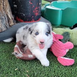 Dawn - Slate merle female Border Collie puppy in Morgan, Texas from Shooting Star Ranch