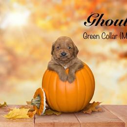 Ghoul - Red  male Goldendoodle puppy in Mendon, Massachusetts from Comfort & Cuddle Co