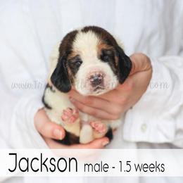Jackson - Black white and brown male Basset Hound puppy in Jefferson City, Missouri from Triple Hill Farm