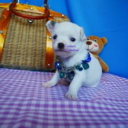 Poppy - Black and tan female Chihuahua puppy in Bois D Arc, Missouri from Carsten's Chihuahuas