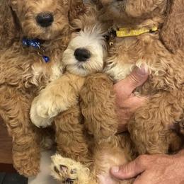Goldendoodle Puppies from Wrightsville Beach GoldenDoodles