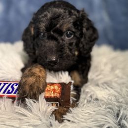 Aussiedoodle, Bernedoodle, Goldendoodle, and Poodle Puppies from Vallevistadoodles