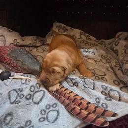 Blue - Golden male Golden Retriever puppy in Lewiston, Idaho from Three Rivers Golden Retrievers