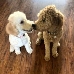 Goldendoodle Puppies from Lundee Doodles