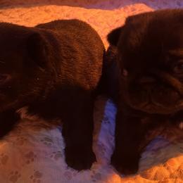Pugs from Prices Pugs