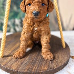 Brooks - Red  male Goldendoodle puppy in Cleveland, Georgia from The O.G. Doodles