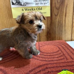 Girl T4 - Tan and white female Yorkshire Terrier puppy in Bear Creek, North Carolina from Yorkie Time