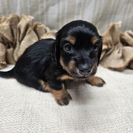 Holly - Black and tan female Dachshund puppy in Anaconda, Montana from Montana Country Dachshunds