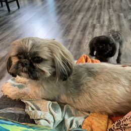 star - Shih Tzu