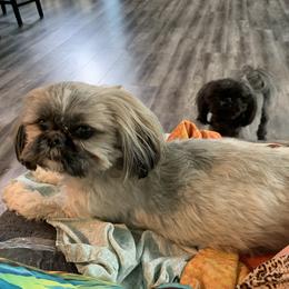 star - Shih Tzu