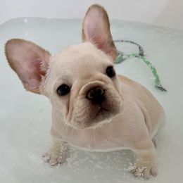 French Bulldog, Goldendoodle, and Golden Retriever Puppies from Crystal Coast Kennels, LLC