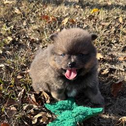 Wilder - Chocolate and tan male Pomeranian puppy in Raymondville, Missouri from Pampered Pomskies