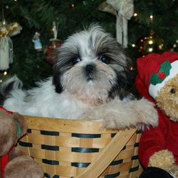 Shih Tzu Puppies from Falling Star